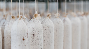 A close up picture of il porcellino's salami hanging in the drying room with protective mold on the salami.